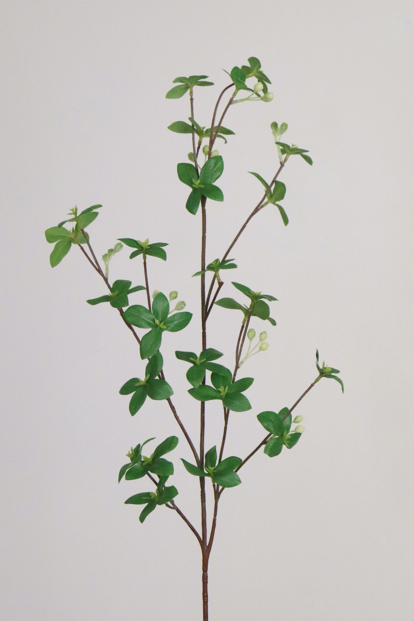 Pittosporum Branch