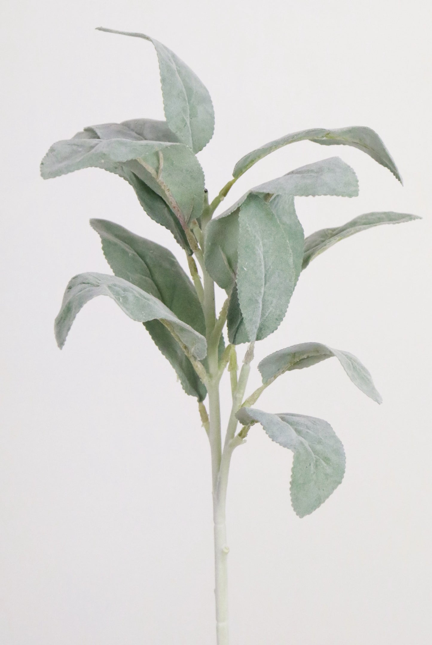 Lambs Ear