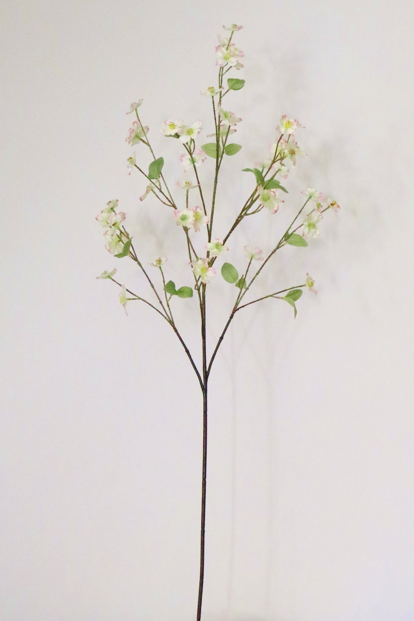 Dogwood