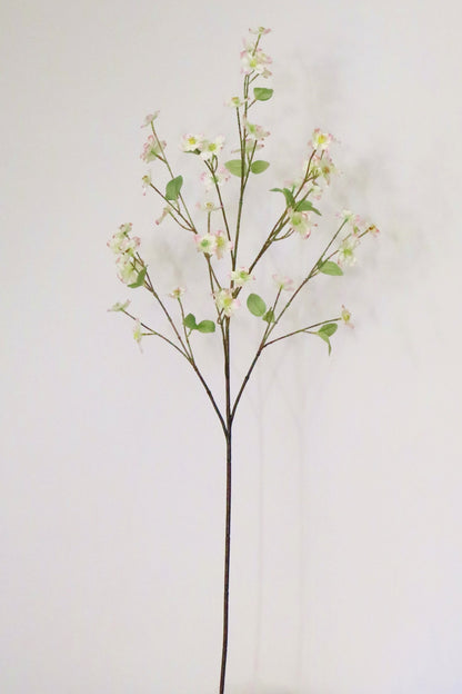 Dogwood