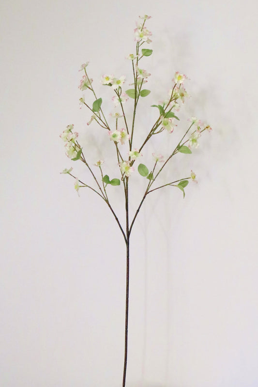 Dogwood