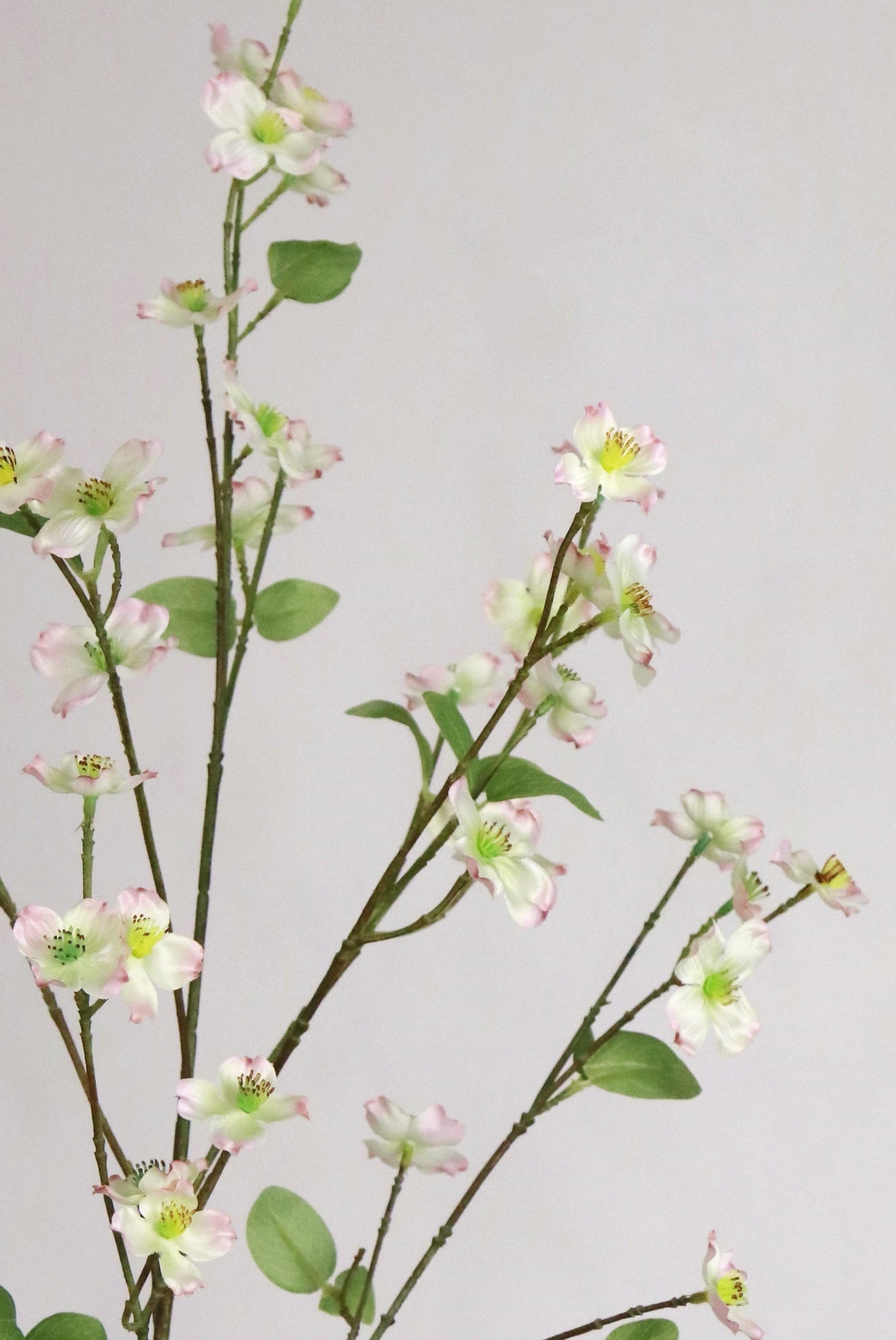 Dogwood