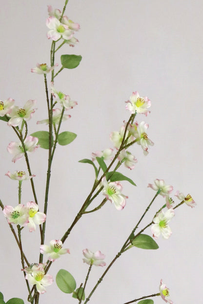 Dogwood