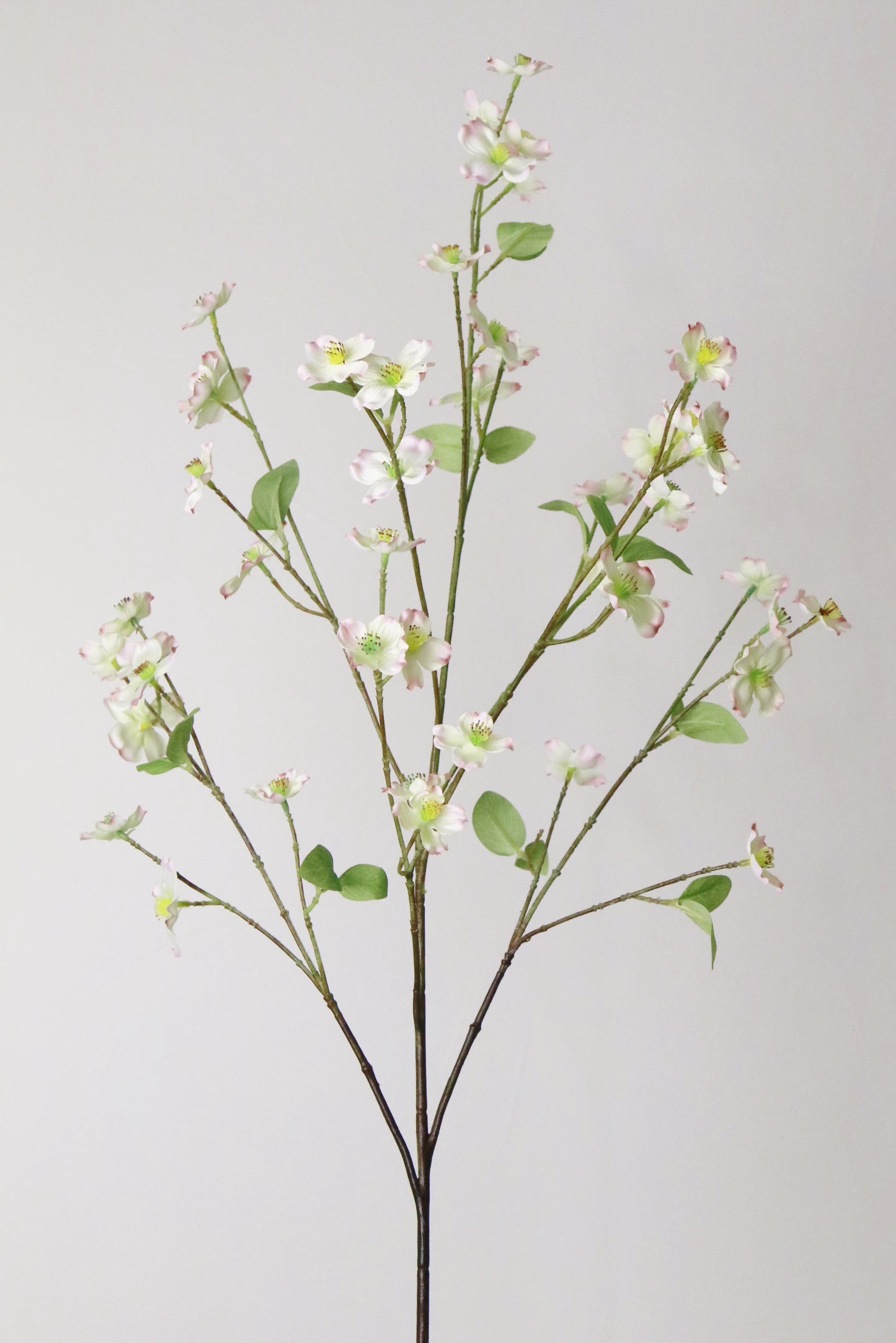 Dogwood