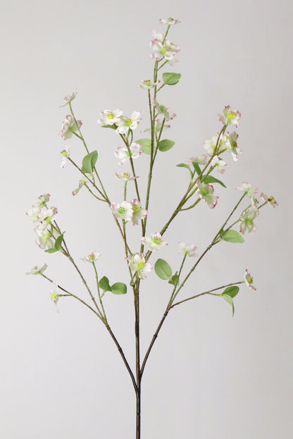 Dogwood