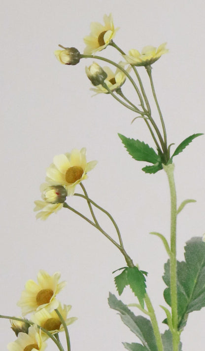 Pale Yellow Anemone