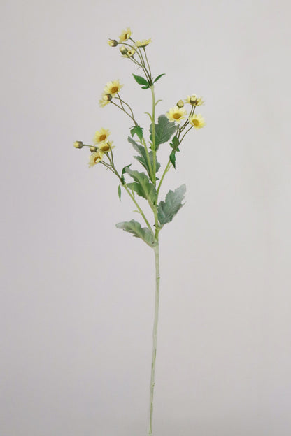 Pale Yellow Anemone