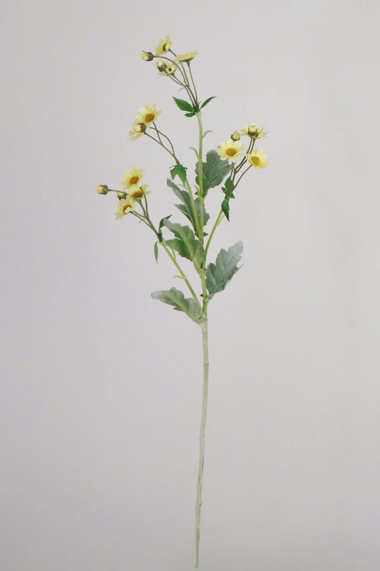 Pale Yellow Anemone