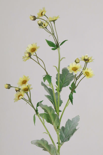 Pale Yellow Anemone