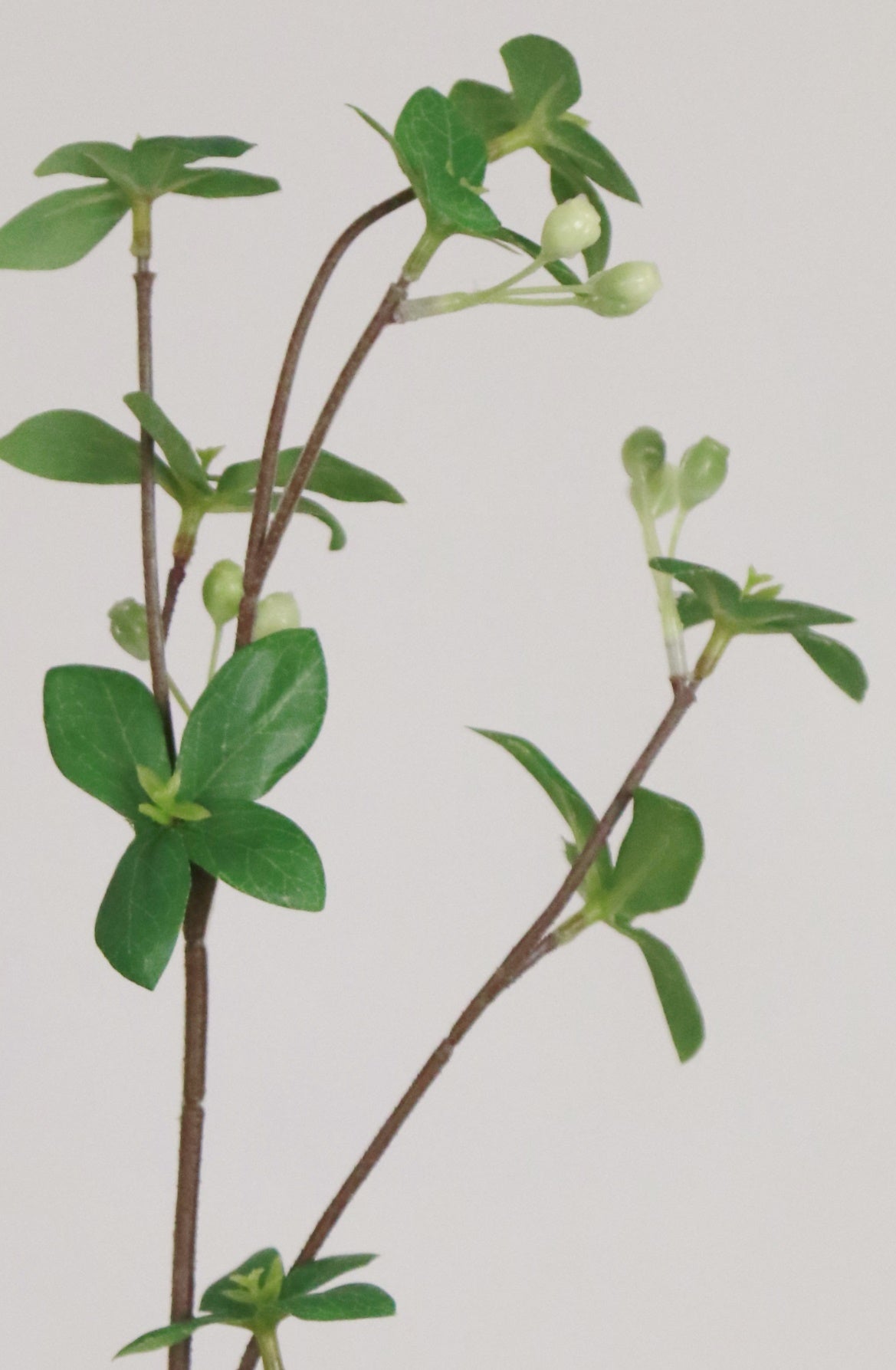 Pittosporum Branch