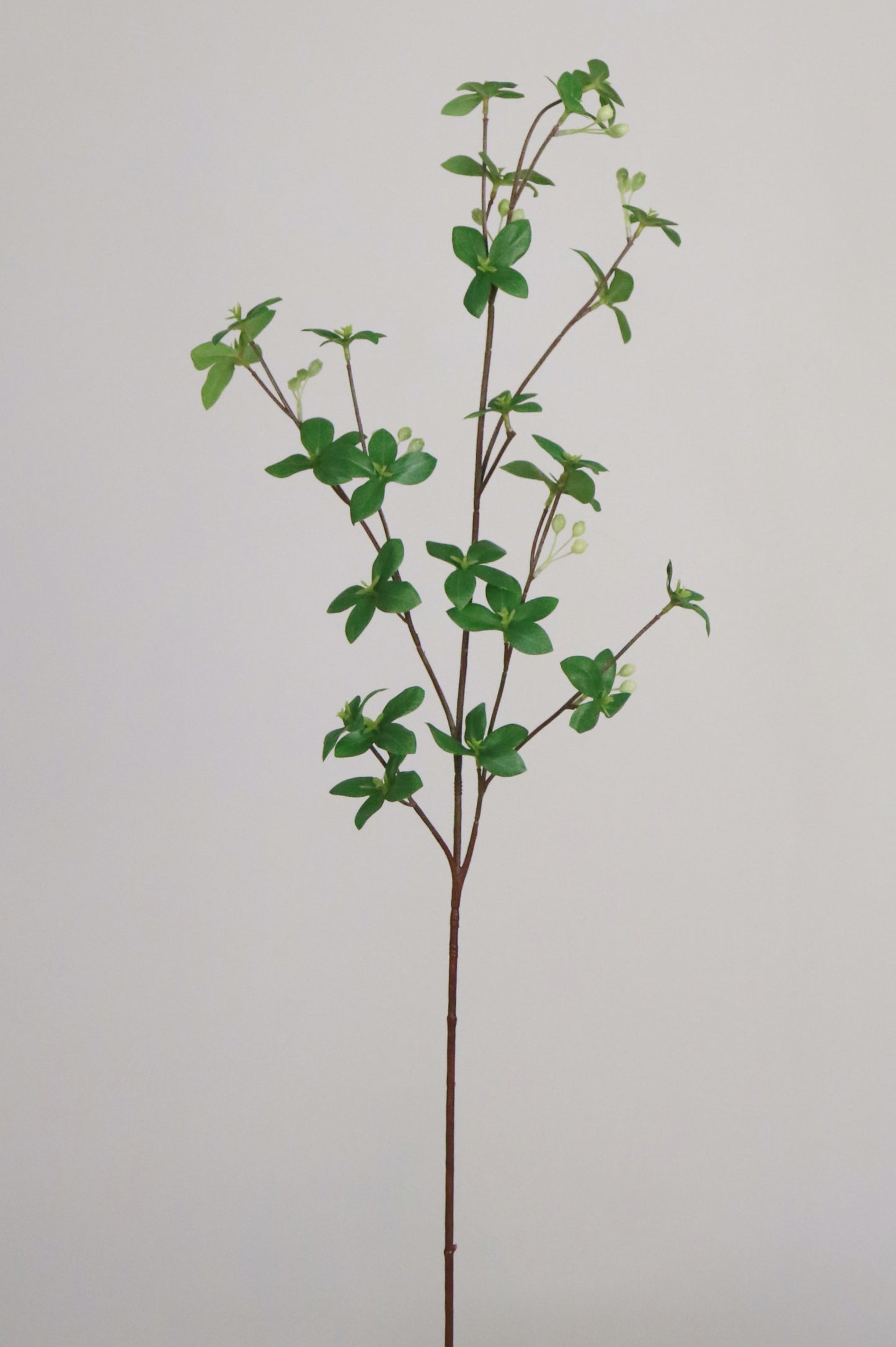 Pittosporum Branch