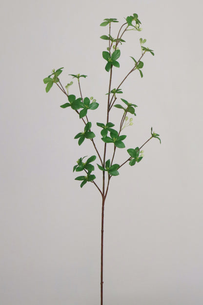 Pittosporum Branch