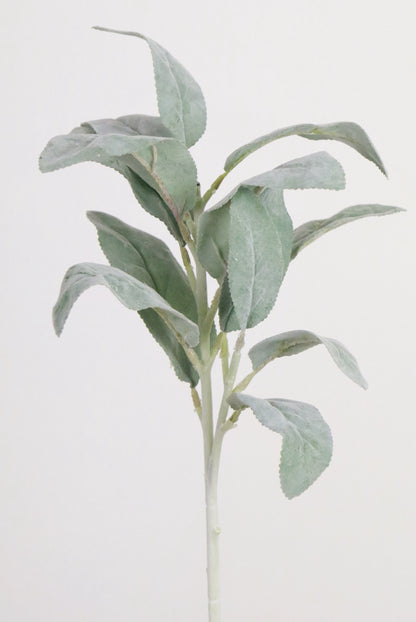 Lambs Ear