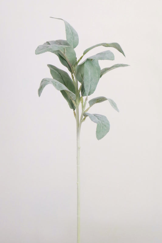 Lambs Ear