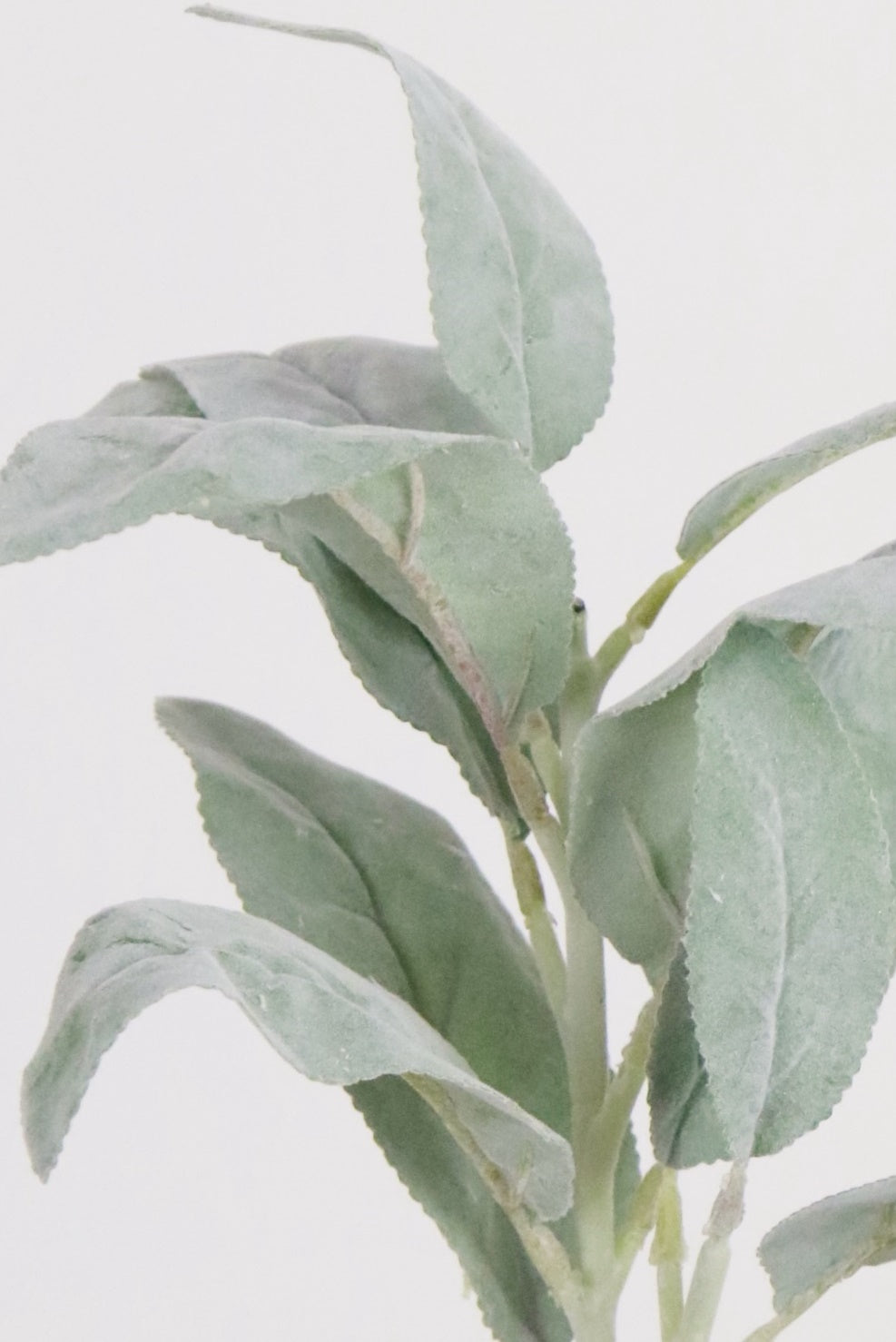 Lambs Ear
