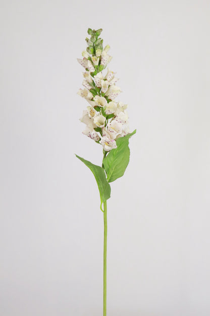 White Foxglove
