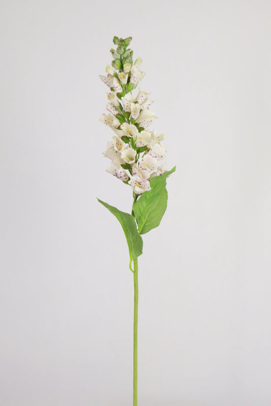 White Foxglove