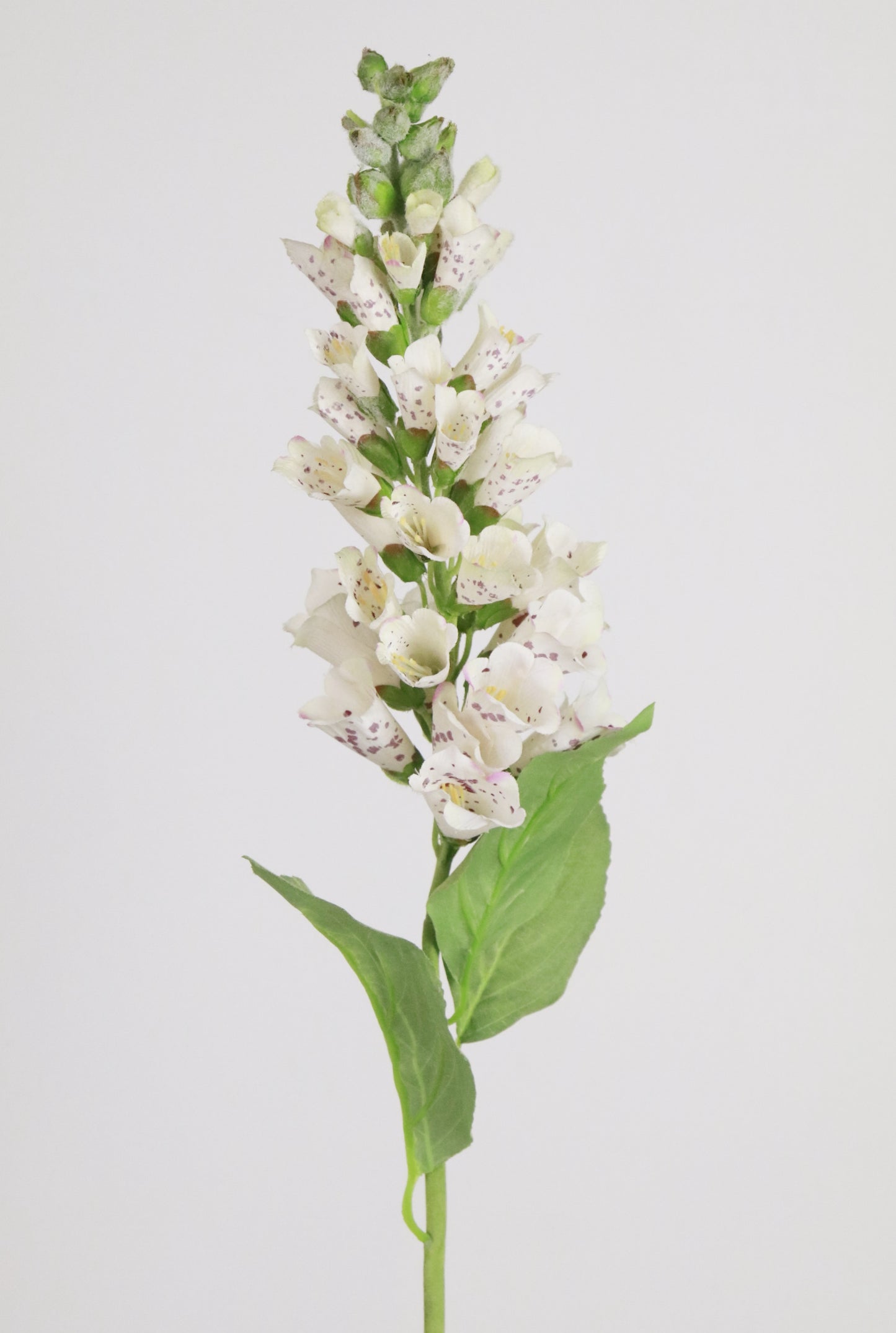 White Foxglove