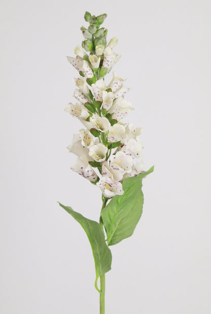 White Foxglove