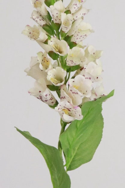 White Foxglove