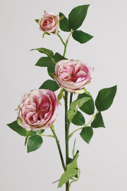 Wild Pink Rose