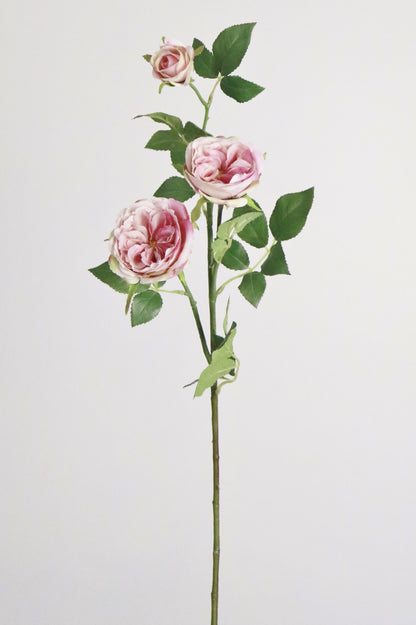 Wild Pink Rose