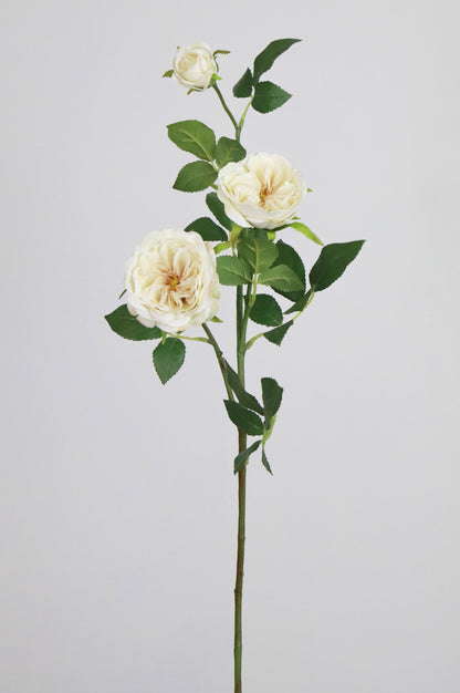 Wild Cream Rose