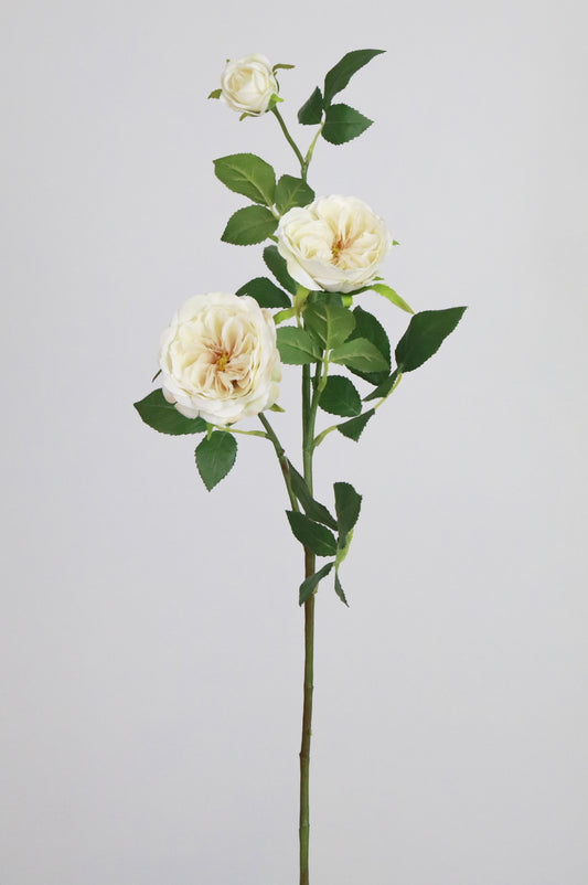 Wild Cream Rose