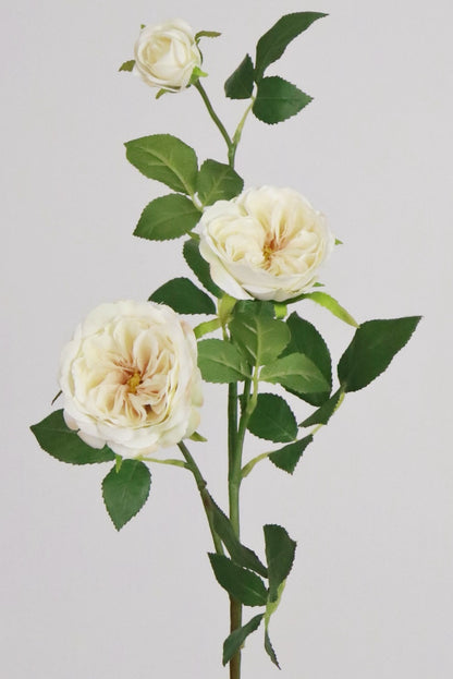 Wild Cream Rose