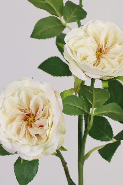 Wild Cream Rose