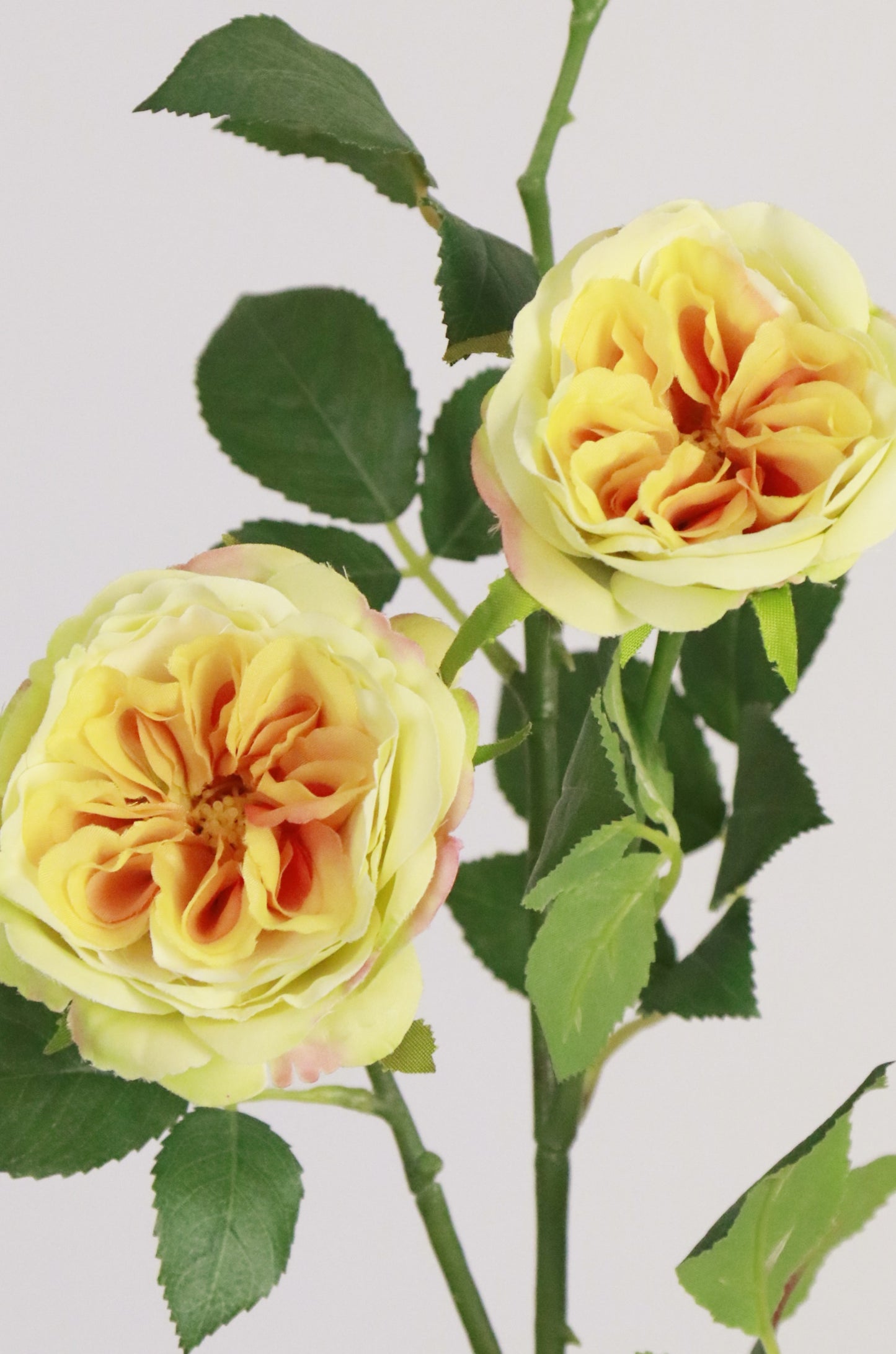 Wild Yellow Rose