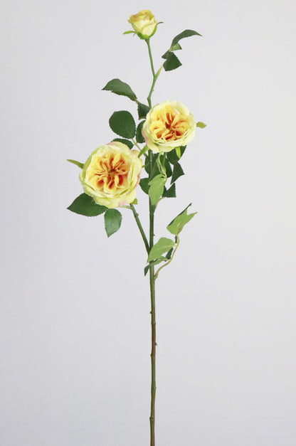 Wild Yellow Rose