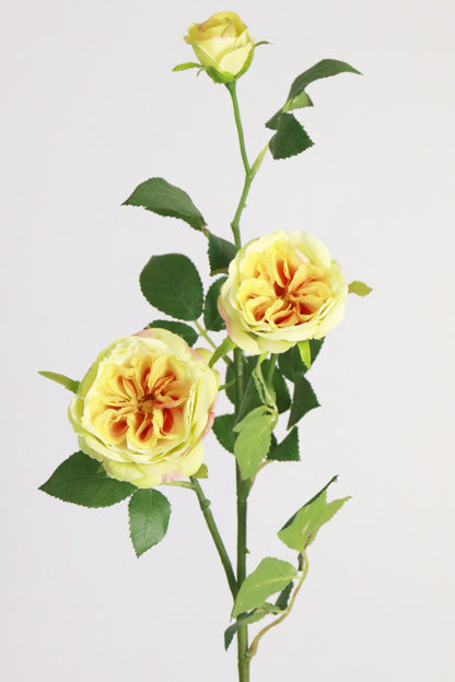 Wild Yellow Rose